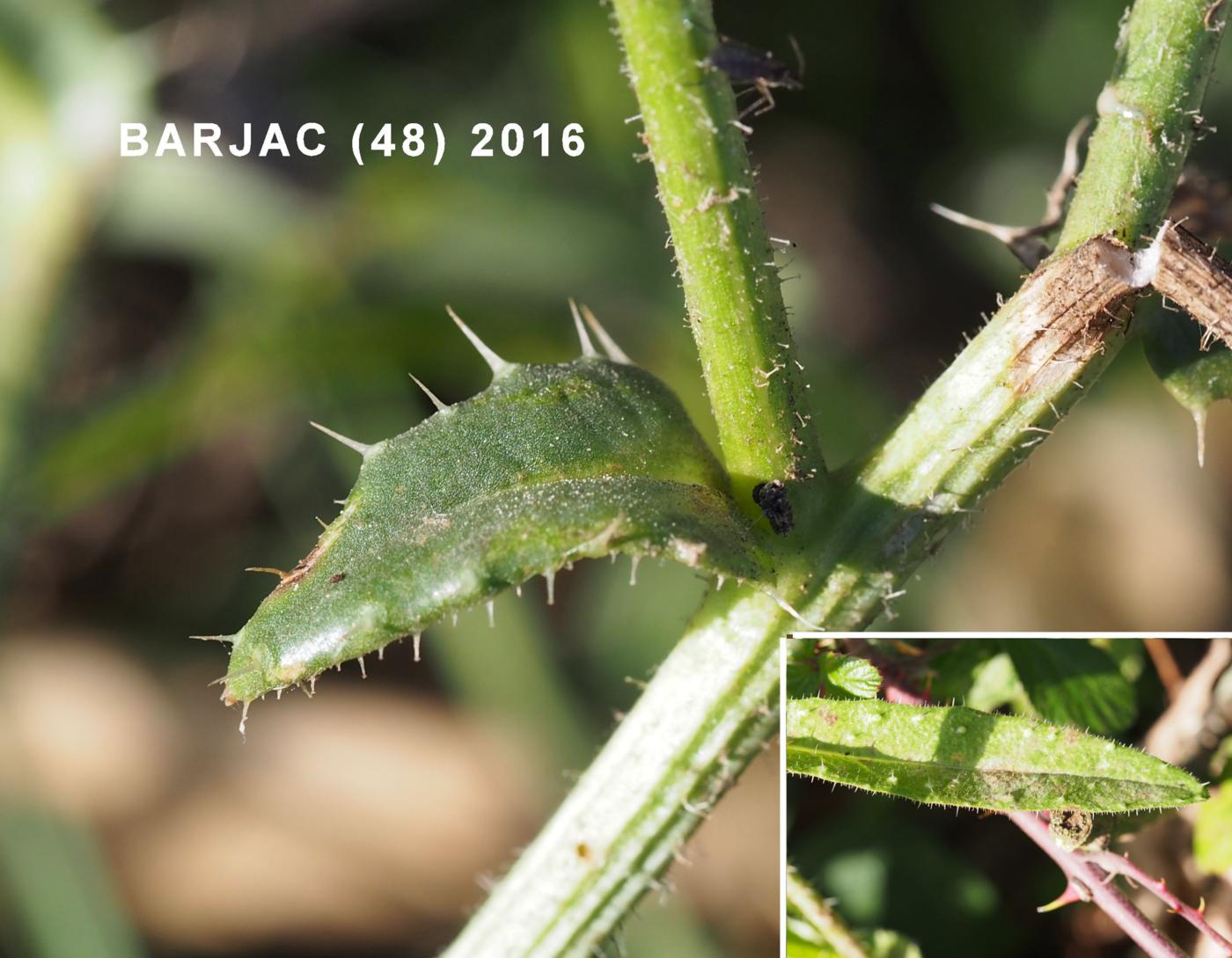 Oxtongue, Bristly leaf